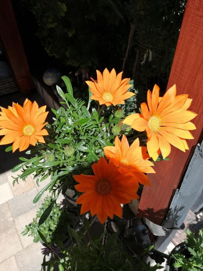 Usis_Ferienwohnung Im Harz เควดลินบวร์ก ภายนอก รูปภาพ